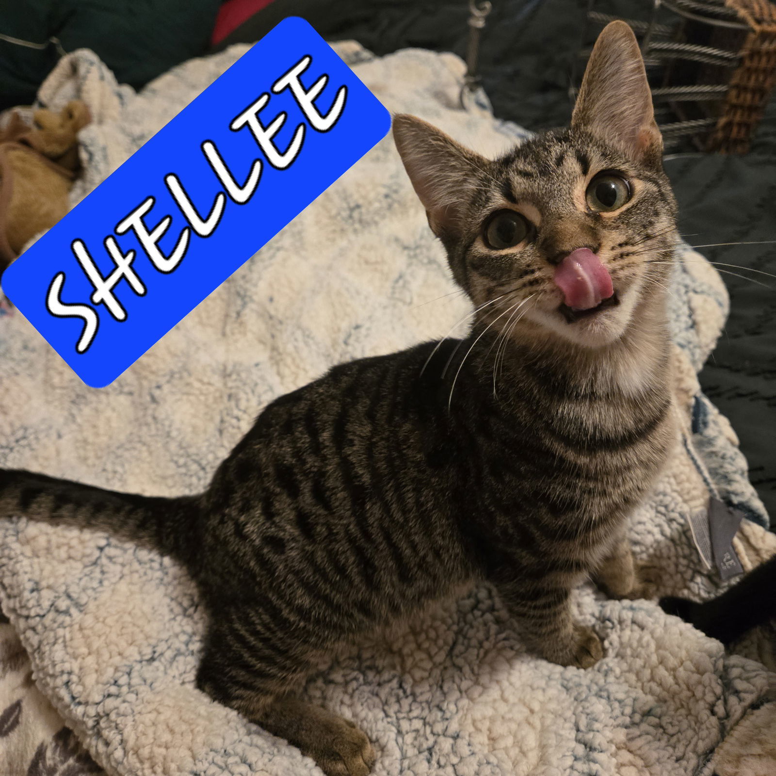 SHELLEE