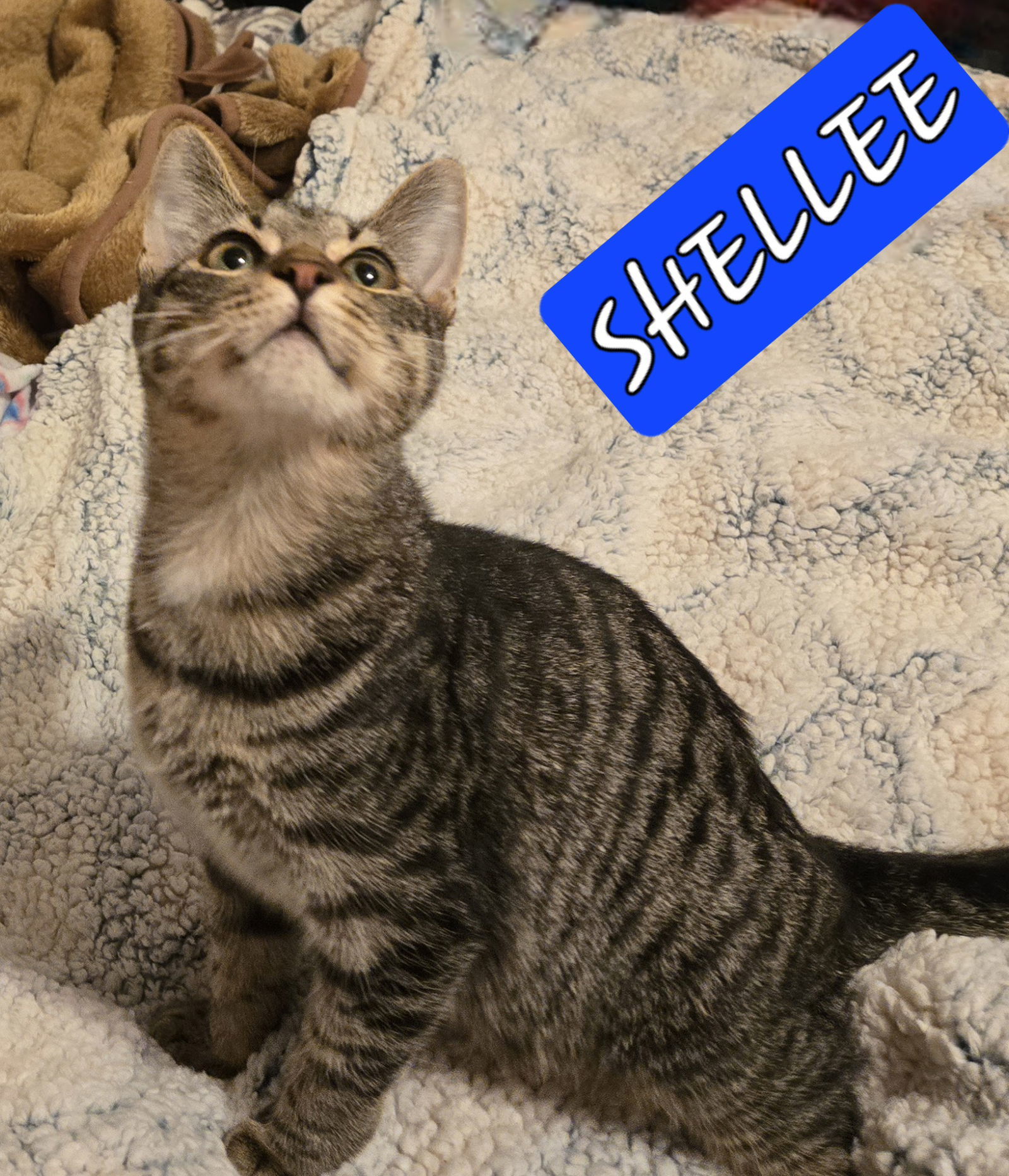 SHELLEE