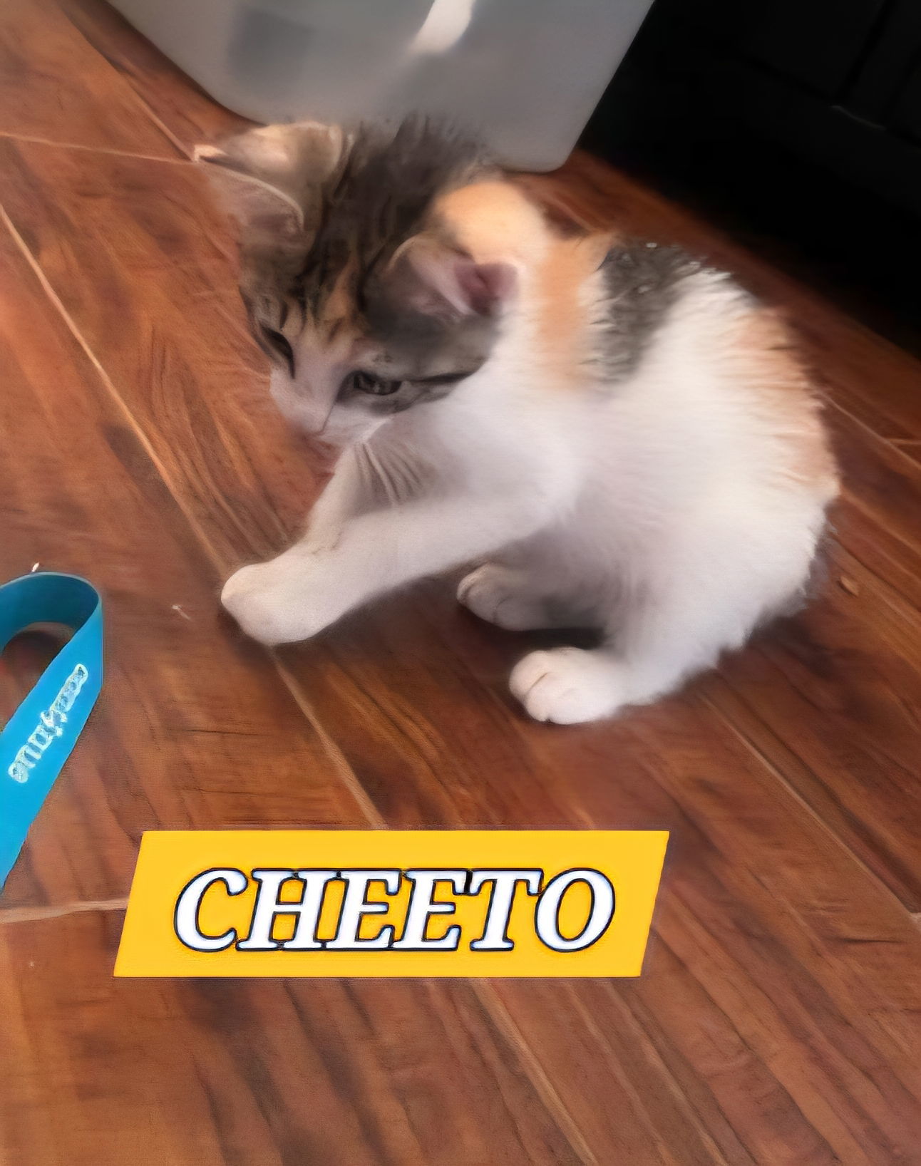 CHEETO
