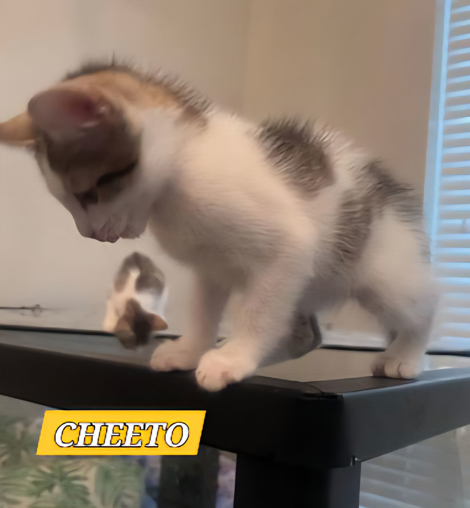 CHEETO