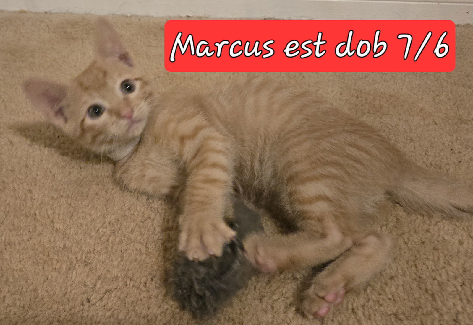 Marcus