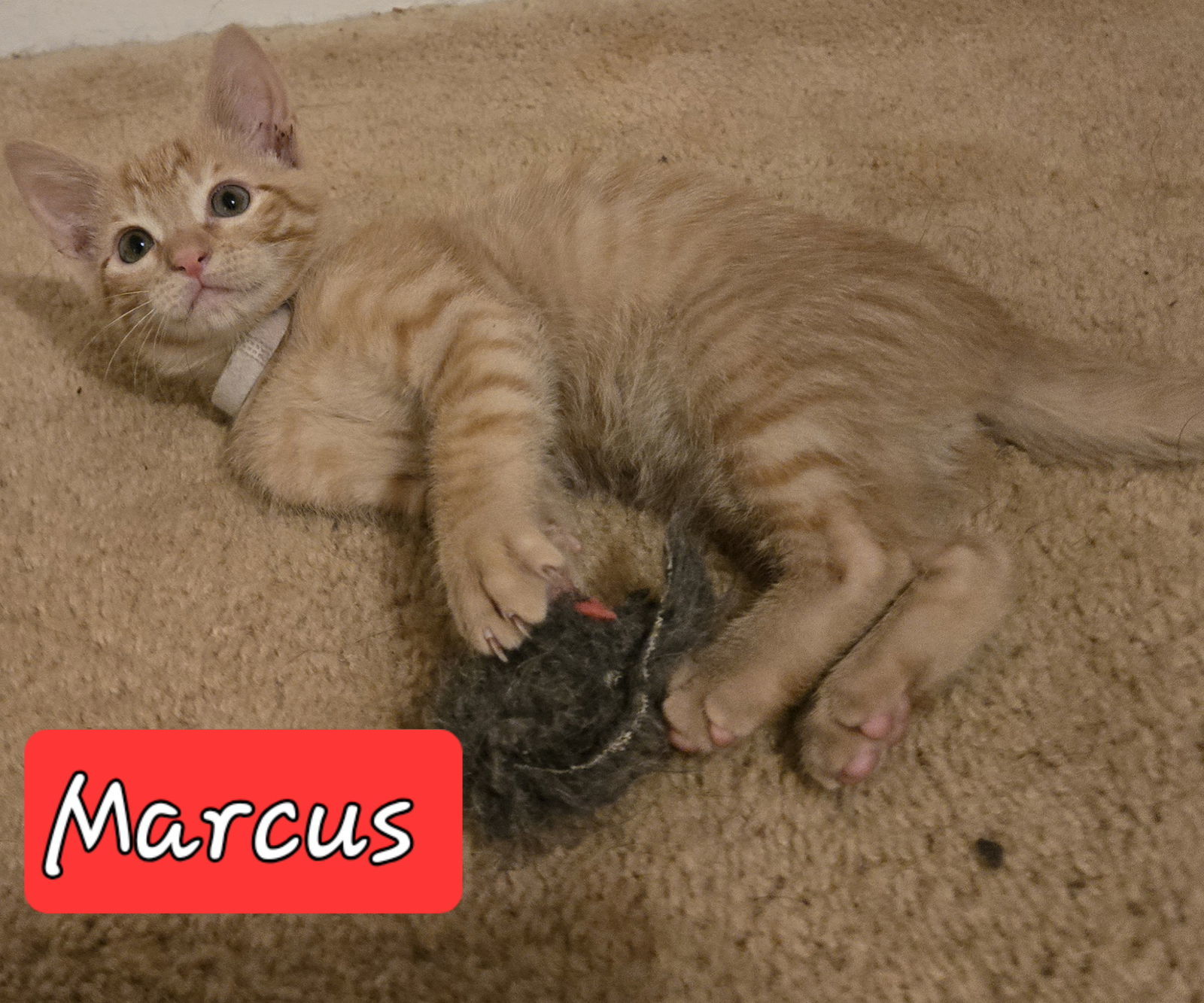 Marcus