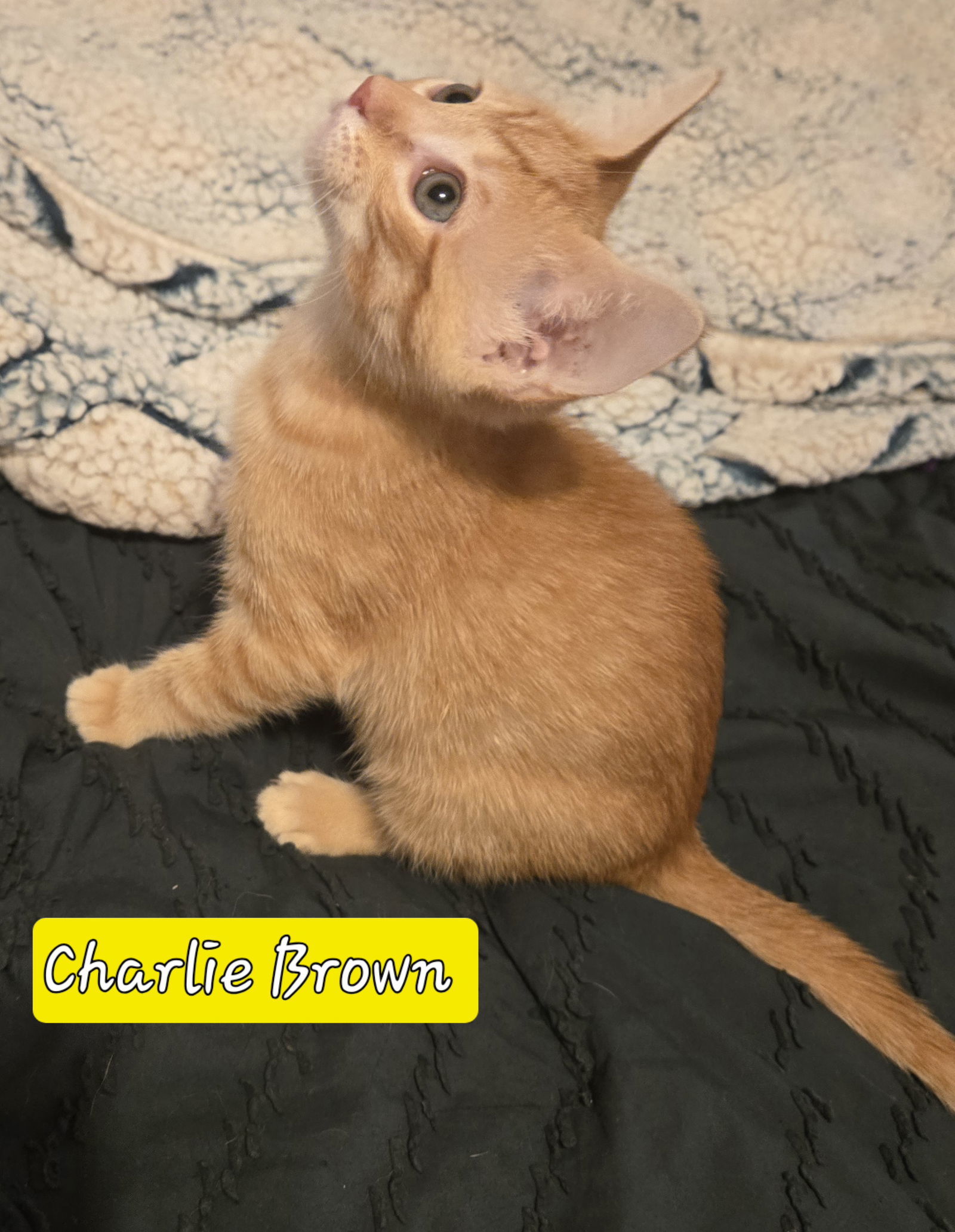 CHARLIE BROWN