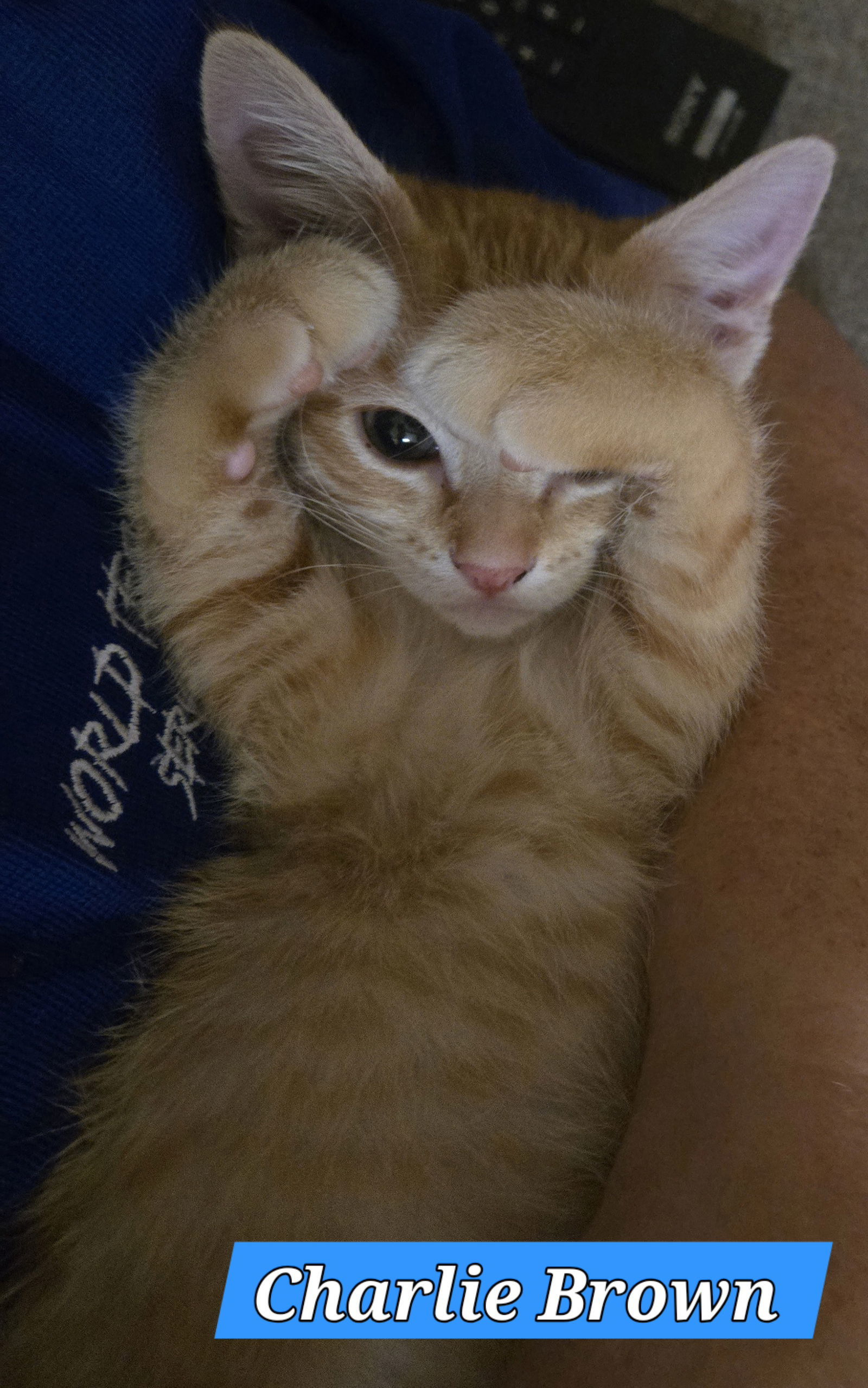CHARLIE BROWN