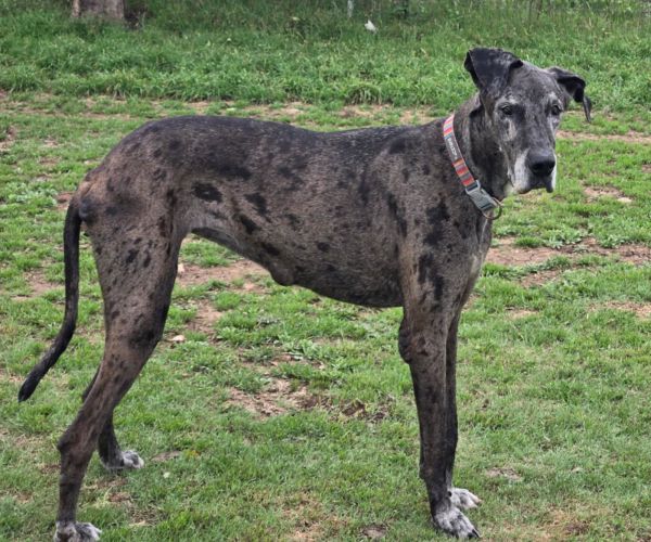 Minnie Dane