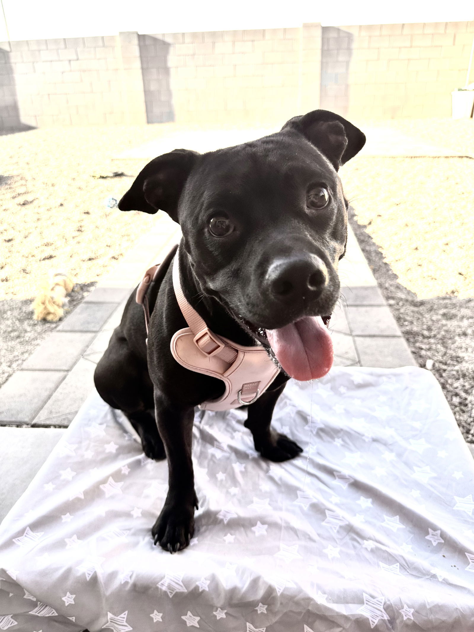 CHIQUITA #2