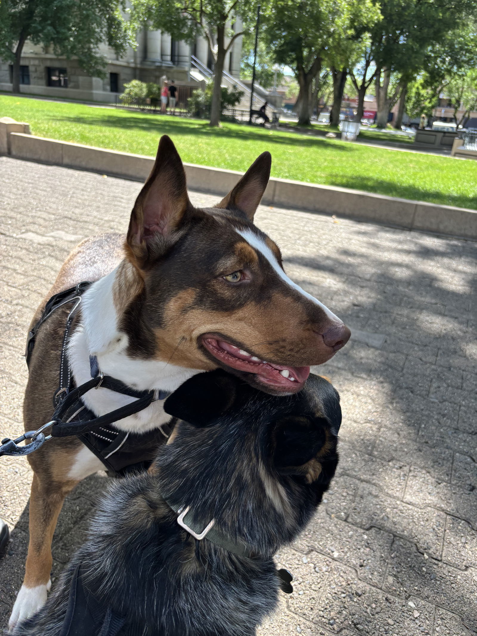 BOUDICA