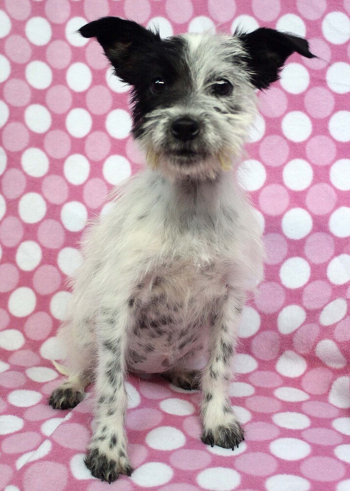 DOTTIE