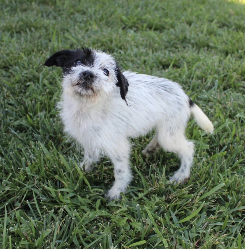 DOTTIE