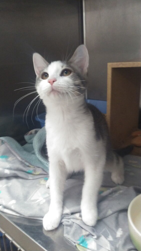 ZEKE