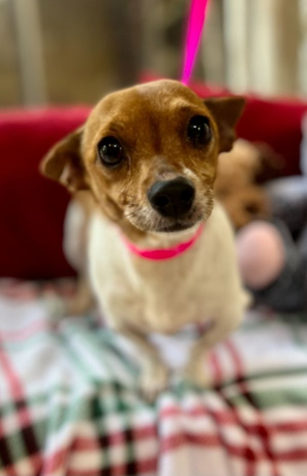 Gigi