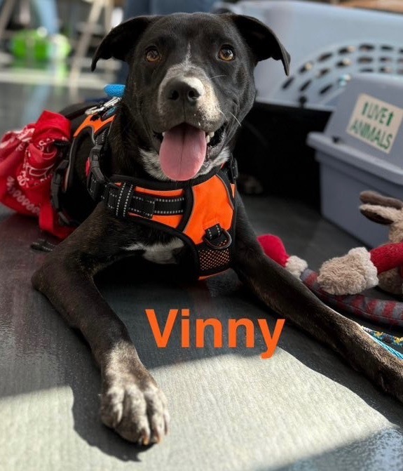 Vinny
