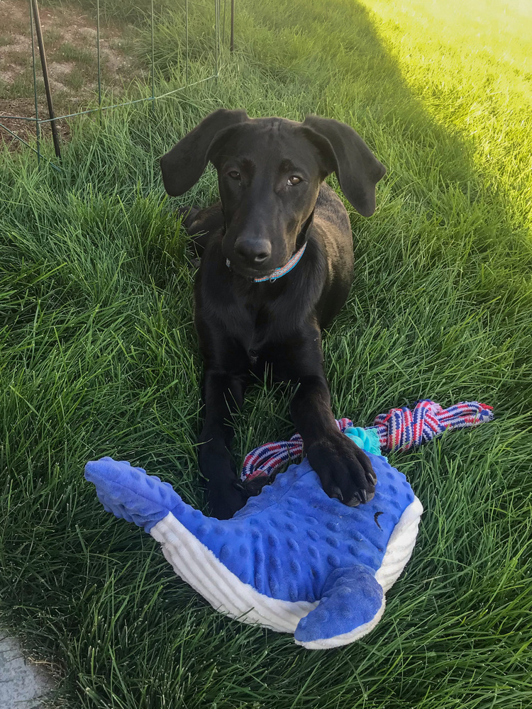 Toothless, an adoptable Weimaraner, German Shepherd Dog in Spokane, WA, 99207 | Photo Image 2