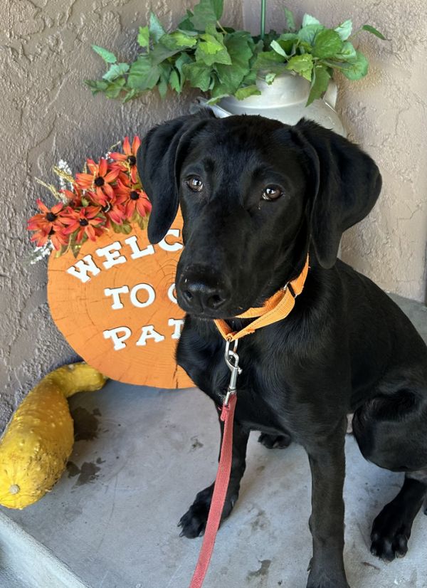 Toothless thumbnail 2