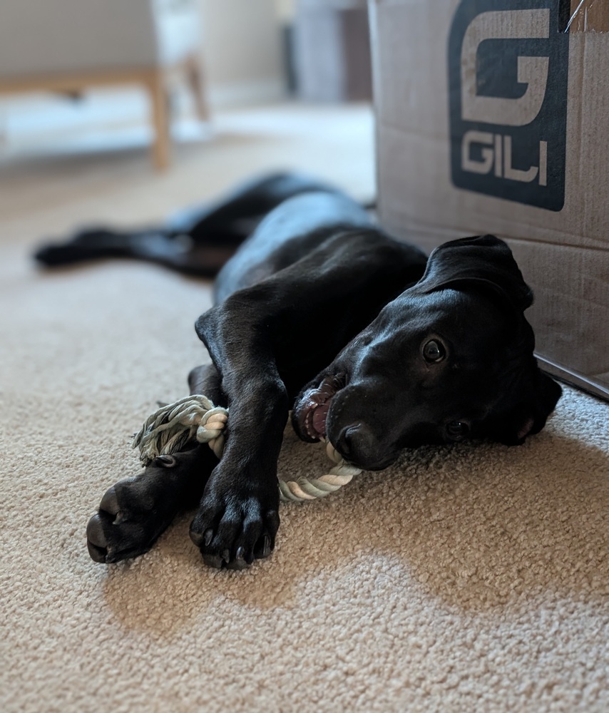 Toothless, an adoptable Weimaraner, German Shepherd Dog in Spokane, WA, 99207 | Photo Image 3