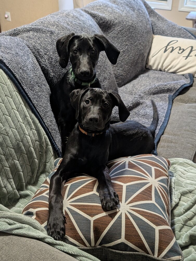 Toothless, an adoptable Weimaraner, German Shepherd Dog in Spokane, WA, 99207 | Photo Image 4