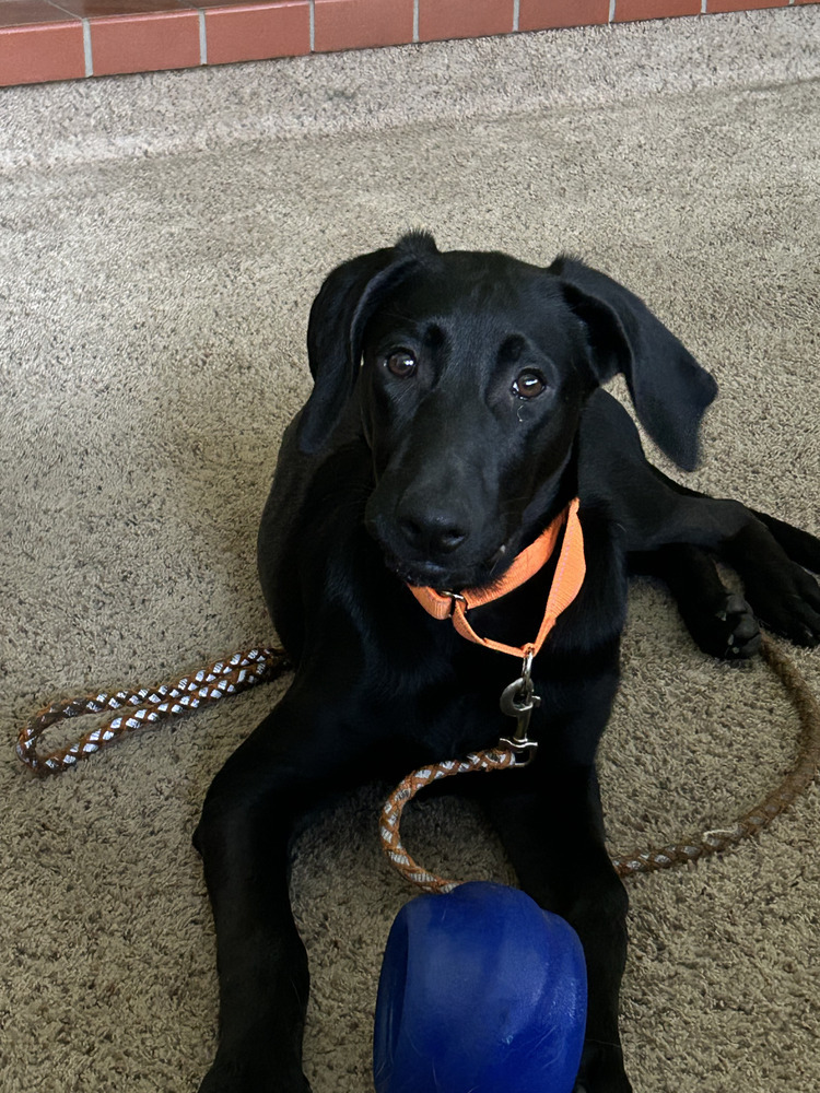Toothless, an adoptable Weimaraner, German Shepherd Dog in Spokane, WA, 99207 | Photo Image 5