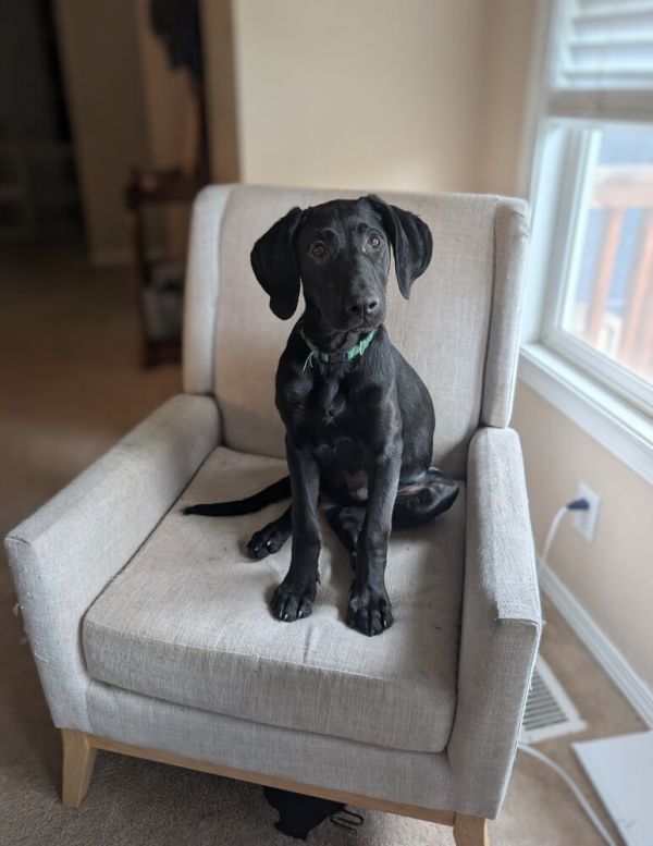 Toothless thumbnail 5