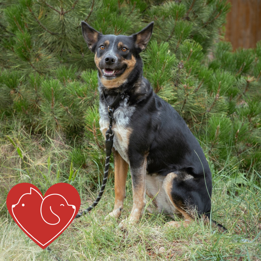 Birdie, an adoptable Mixed Breed in Cheyenne, WY, 82007 | Photo Image 1