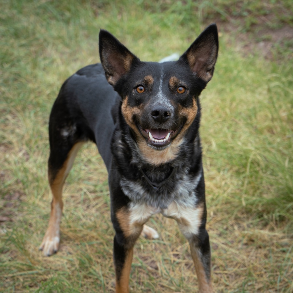 Birdie, an adoptable Mixed Breed in Cheyenne, WY, 82007 | Photo Image 2