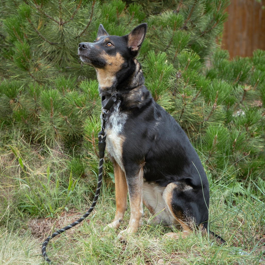 Birdie, an adoptable Mixed Breed in Cheyenne, WY, 82007 | Photo Image 3