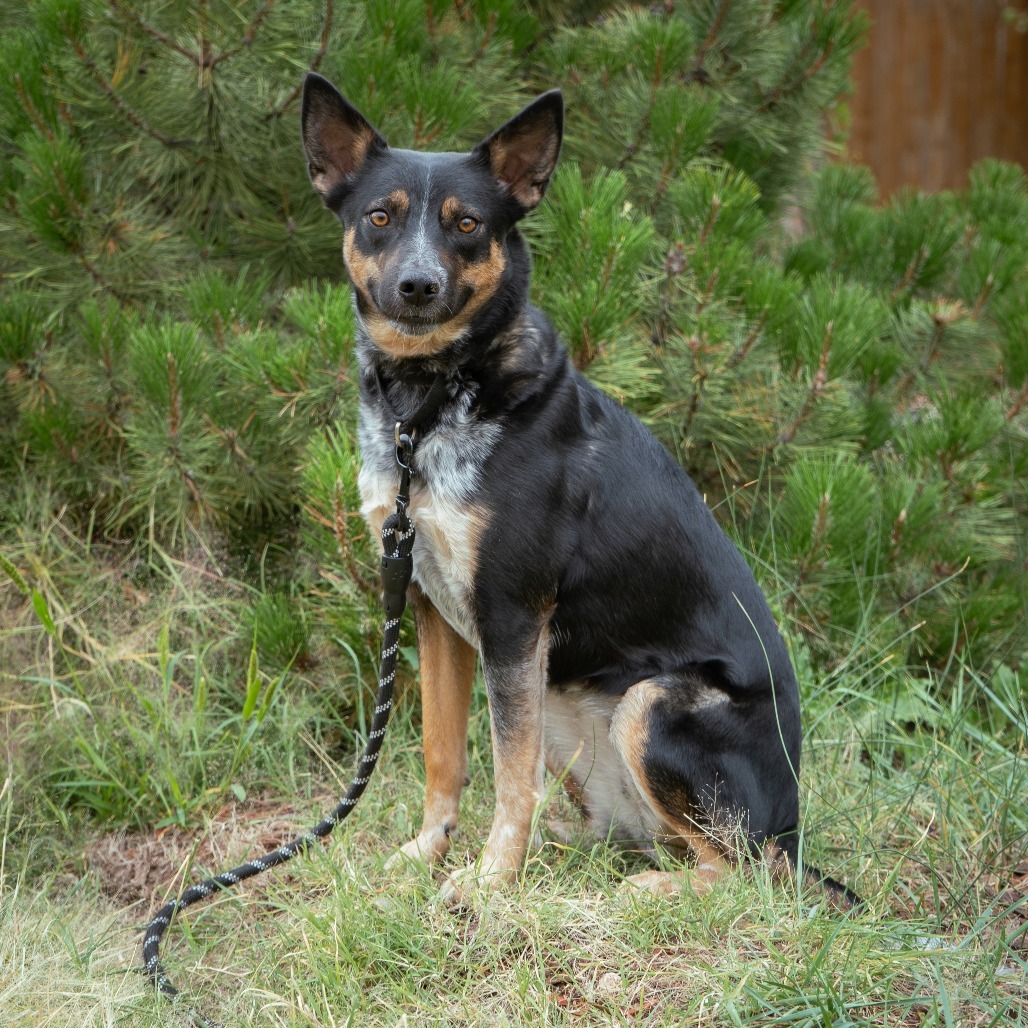 Birdie, an adoptable Mixed Breed in Cheyenne, WY, 82007 | Photo Image 4