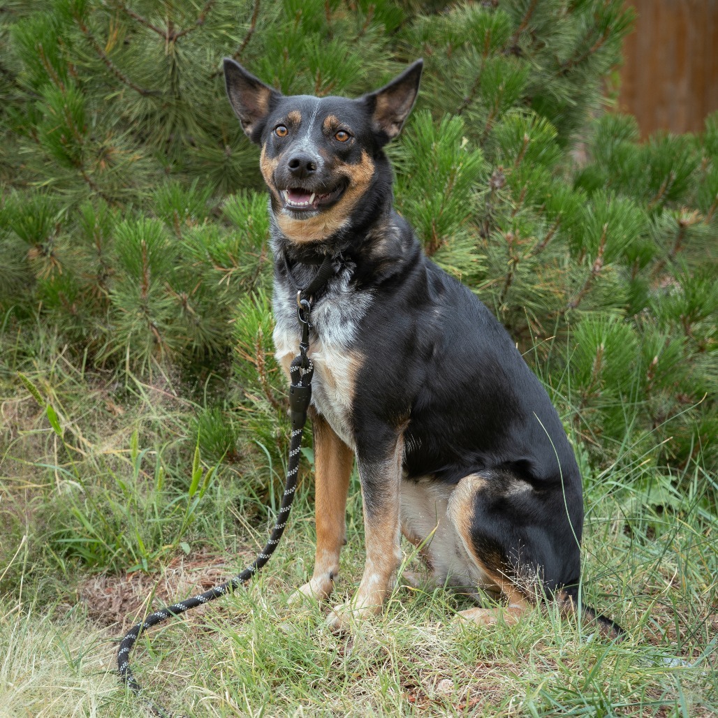 Birdie, an adoptable Mixed Breed in Cheyenne, WY, 82007 | Photo Image 5