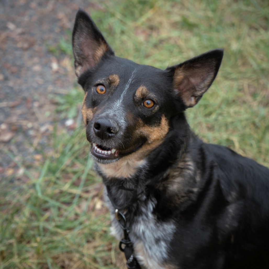 Birdie, an adoptable Mixed Breed in Cheyenne, WY, 82007 | Photo Image 6