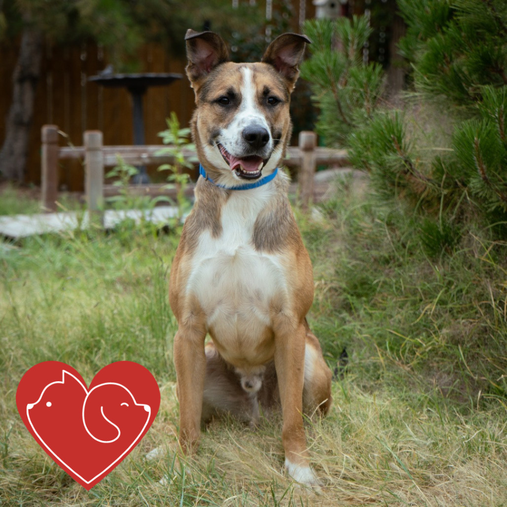 Paddington, an adoptable Shepherd, Cattle Dog in Cheyenne, WY, 82007 | Photo Image 1