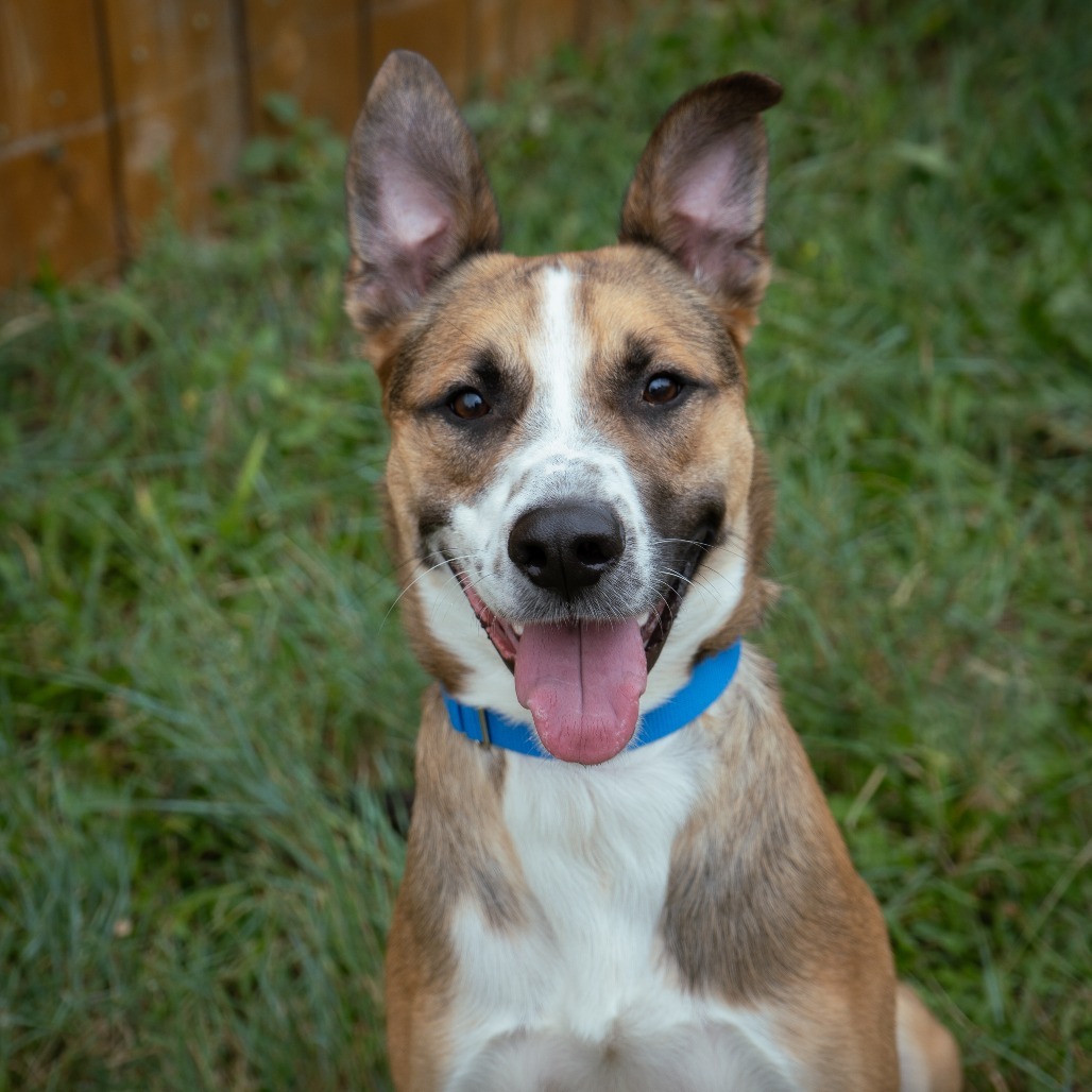 Paddington, an adoptable Shepherd, Cattle Dog in Cheyenne, WY, 82007 | Photo Image 2