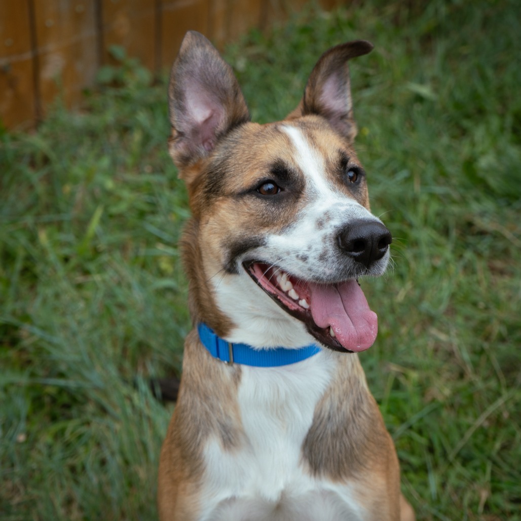 Paddington, an adoptable Shepherd, Cattle Dog in Cheyenne, WY, 82007 | Photo Image 3