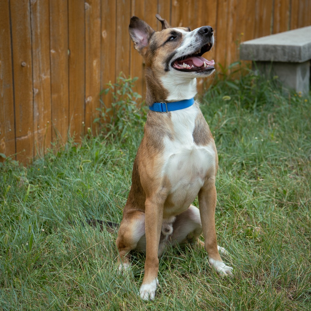 Paddington, an adoptable Shepherd, Cattle Dog in Cheyenne, WY, 82007 | Photo Image 4