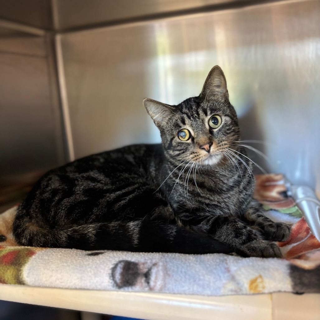 Razzle--In Foster, an adoptable Domestic Short Hair in Fargo, ND, 58102 | Photo Image 2