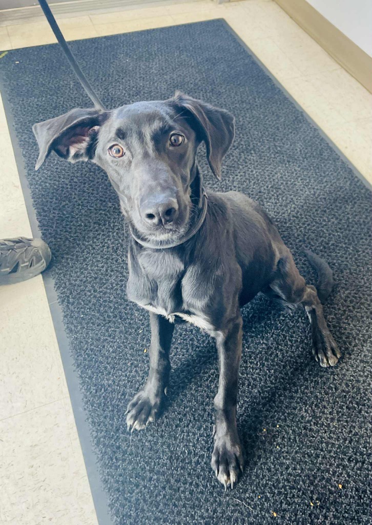 Lulu