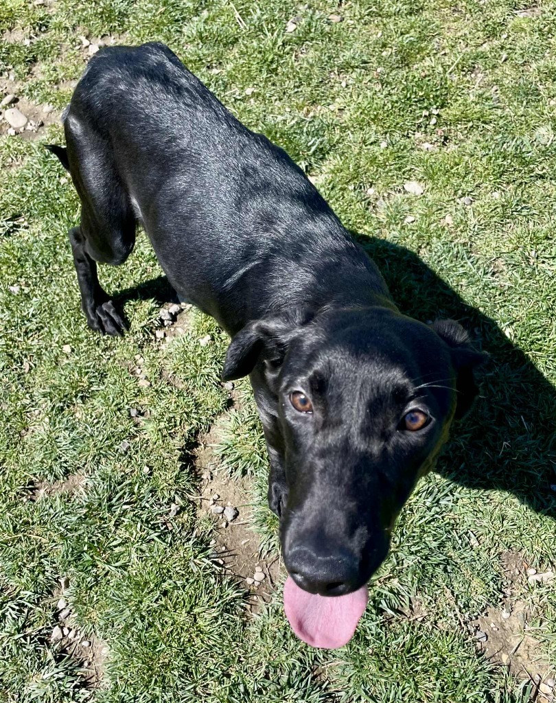 Lulu