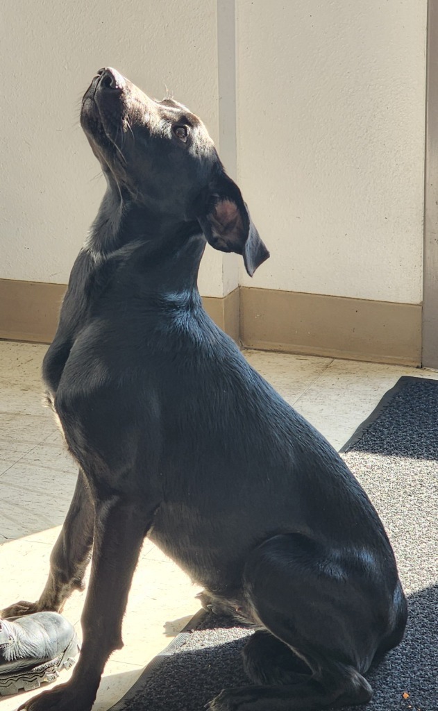 Lulu