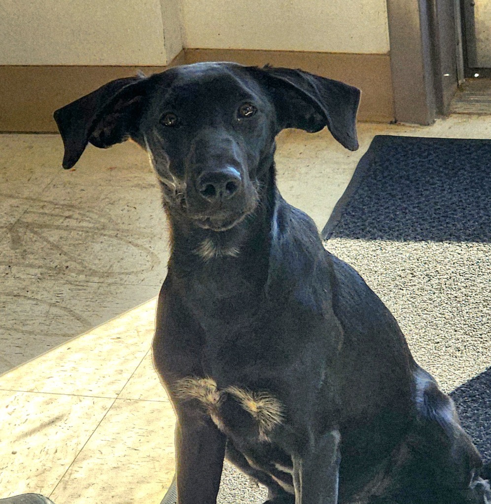 Lulu