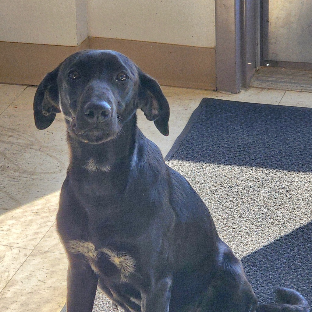 Lulu