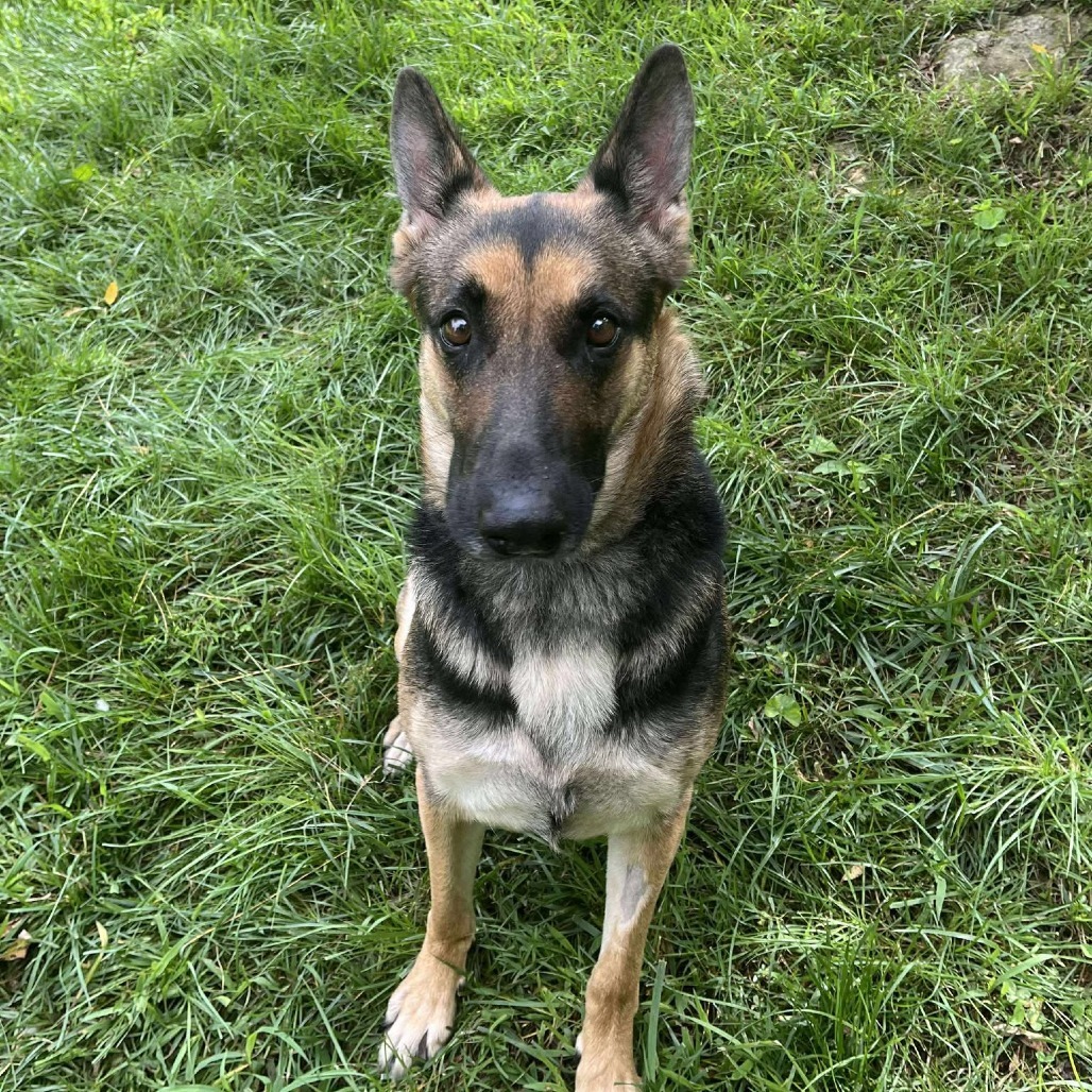 Macie