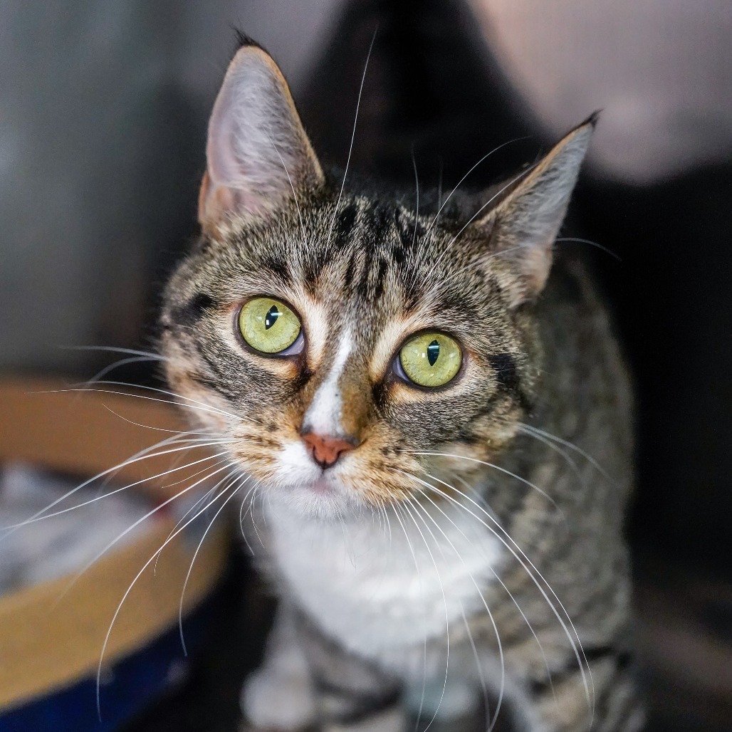Kitty Kali, an adoptable Domestic Short Hair in Thomaston, ME, 04861 | Photo Image 1