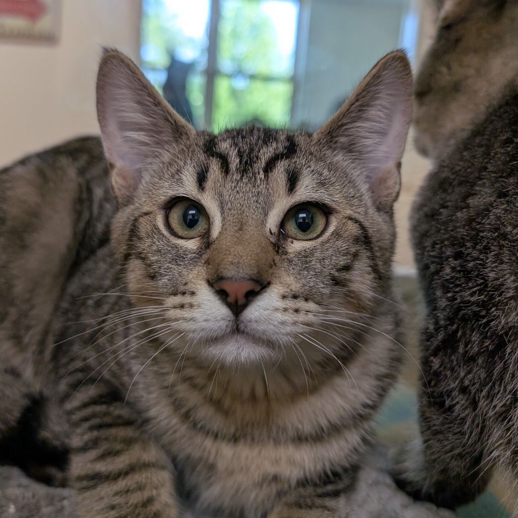 Doyle, an adoptable Domestic Short Hair in Thomaston, ME, 04861 | Photo Image 2
