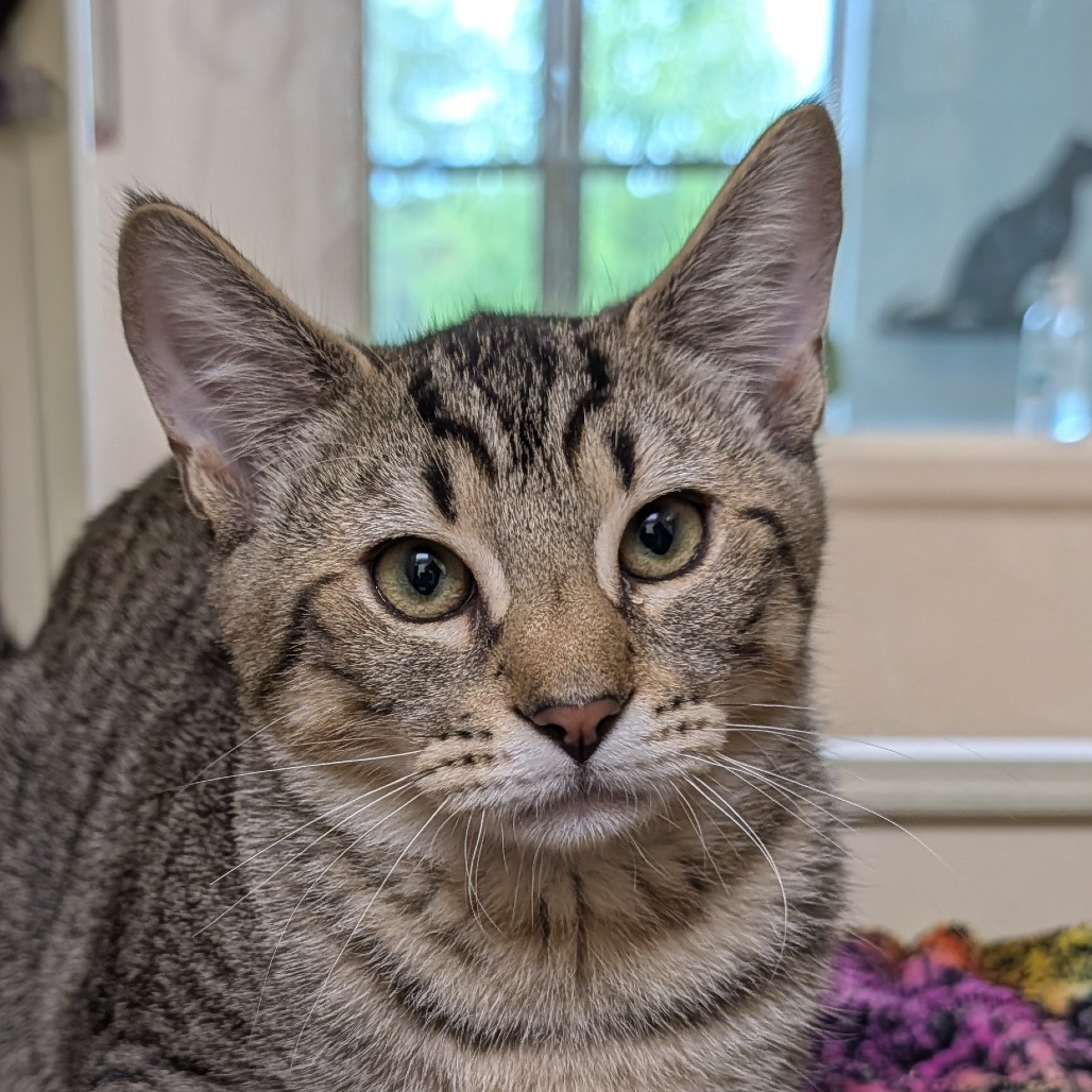 Doyle, an adoptable Domestic Short Hair in Thomaston, ME, 04861 | Photo Image 3