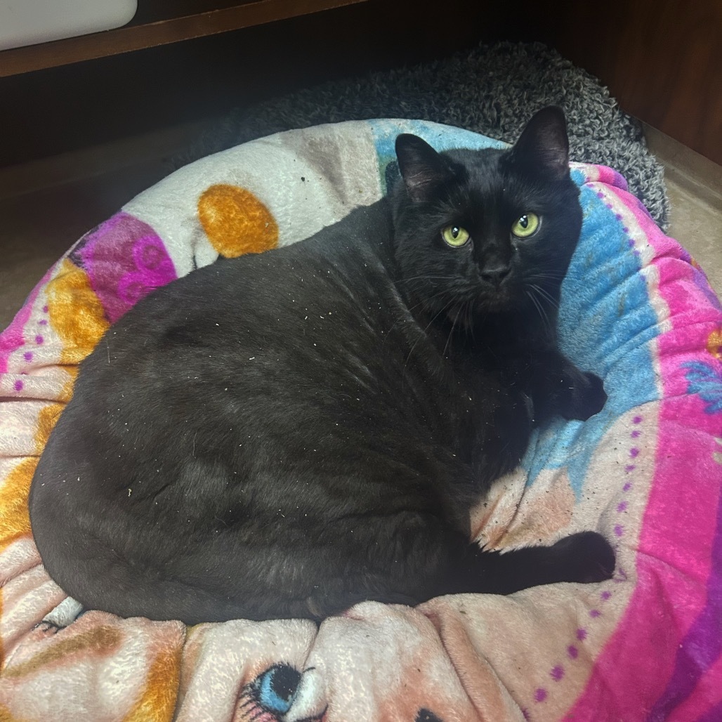 Fishy, an adoptable Domestic Short Hair in Thomaston, ME, 04861 | Photo Image 1