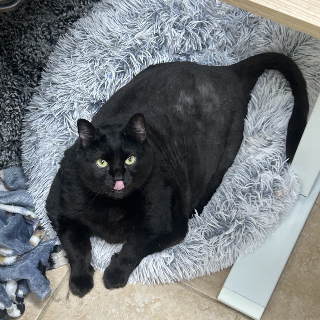 Fishy, an adoptable Domestic Short Hair in Thomaston, ME, 04861 | Photo Image 2