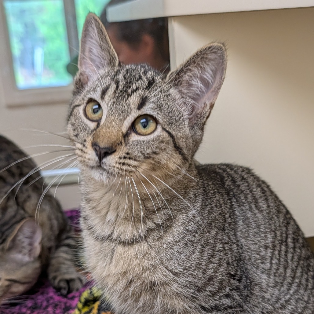 Kirk, an adoptable Domestic Short Hair in Thomaston, ME, 04861 | Photo Image 1