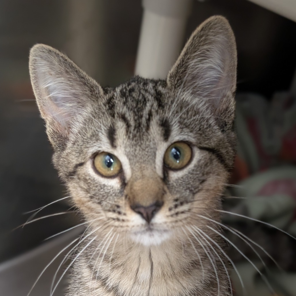 Kirk, an adoptable Domestic Short Hair in Thomaston, ME, 04861 | Photo Image 2