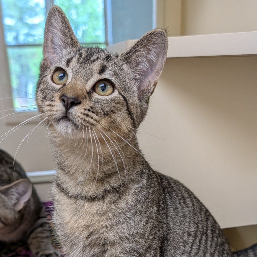 Kirk, an adoptable Domestic Short Hair in Thomaston, ME, 04861 | Photo Image 3