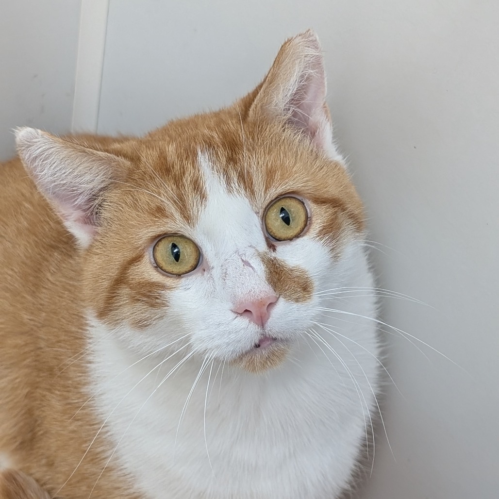 Floyd, an adoptable Domestic Short Hair in Thomaston, ME, 04861 | Photo Image 2