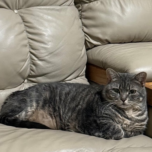 Millie, an adoptable Domestic Short Hair in Grand Rapids, MN, 55744 | Photo Image 1