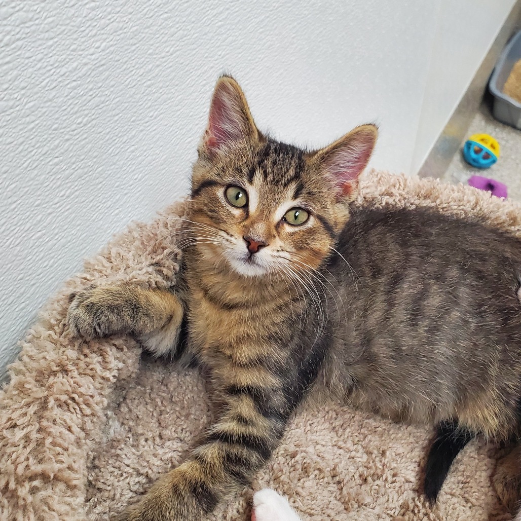 Plum, an adoptable Domestic Short Hair in Detroit Lakes, MN, 56501 | Photo Image 1